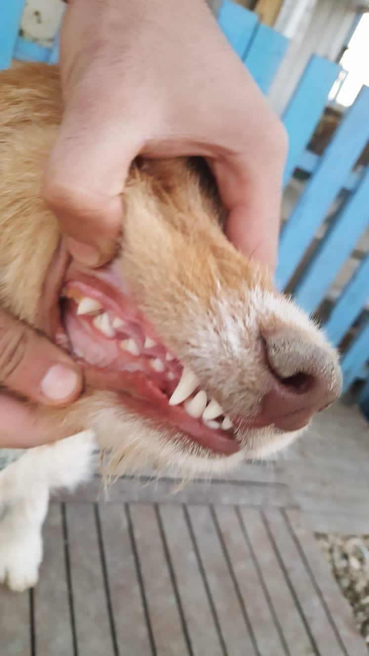 *ADOPTED* <br> Clementine